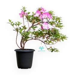 Rhododendron Indicum - Azalée - 32 cm