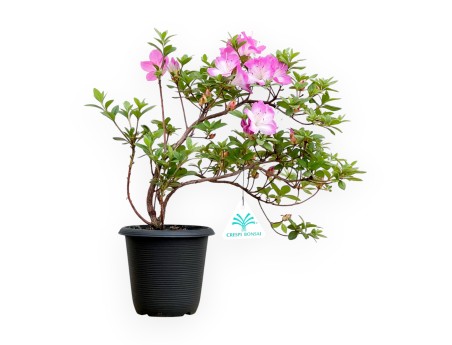 Rhododendron Indicum - Azalée - 32 cm