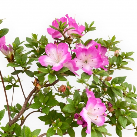 Rhododendron Indicum - Azalée - 32 cm