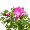 Rhododendron Indicum - Azalée - 32 cm