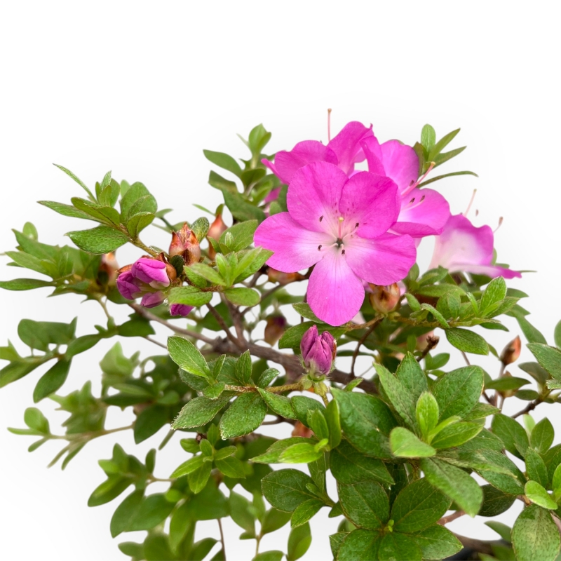 Rhododendron Indicum - Azalée - 32 cm