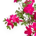 Rhododendron Indicum - Azalée - 25 cm
