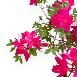 Rhododendron Indicum - Azalea - 25 cm