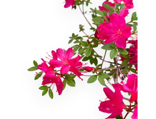 Rhododendron Indicum - Azalée - 25 cm 2