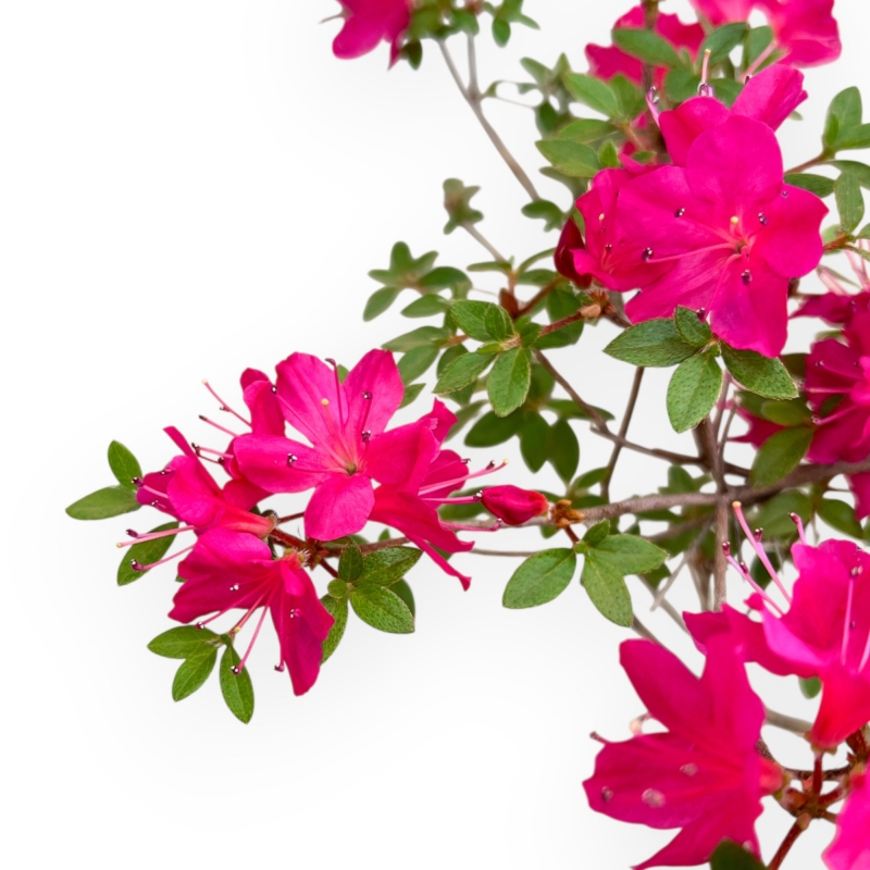 Rhododendron Indicum - Azalée - 25 cm