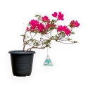 Rhododendron Indicum - Azalée - 25 cm