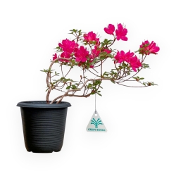 Rhododendron Indicum - Azalea - 25 cm