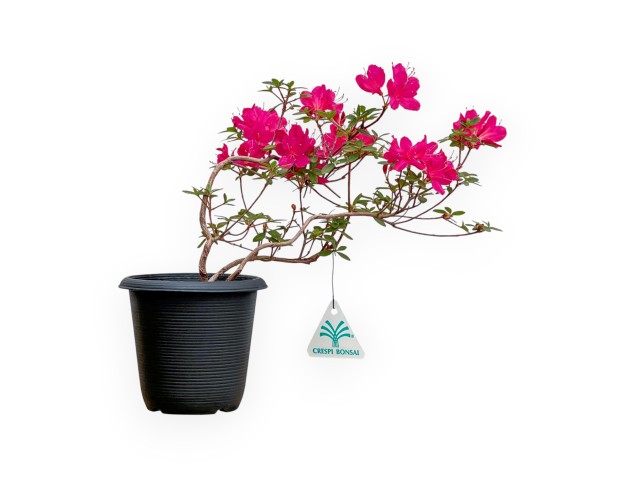 Rhododendron Indicum - Azalée - 25 cm