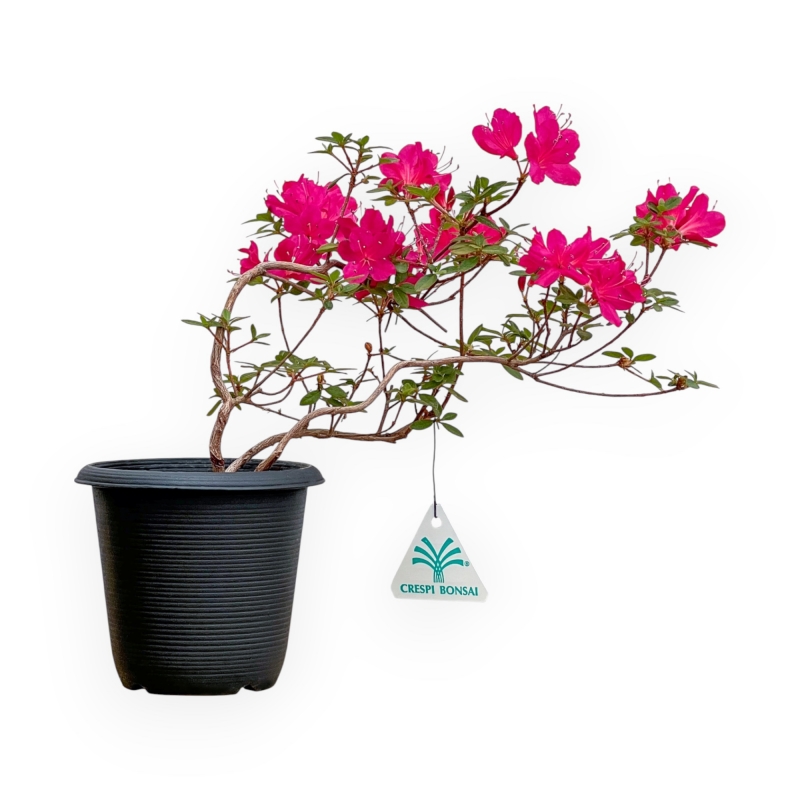 Rhododendron Indicum - Azalée - 25 cm