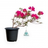 Rhododendron Indicum - Azalée - 25 cm