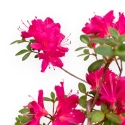 Rhododendron Indicum - Azalée - 25 cm