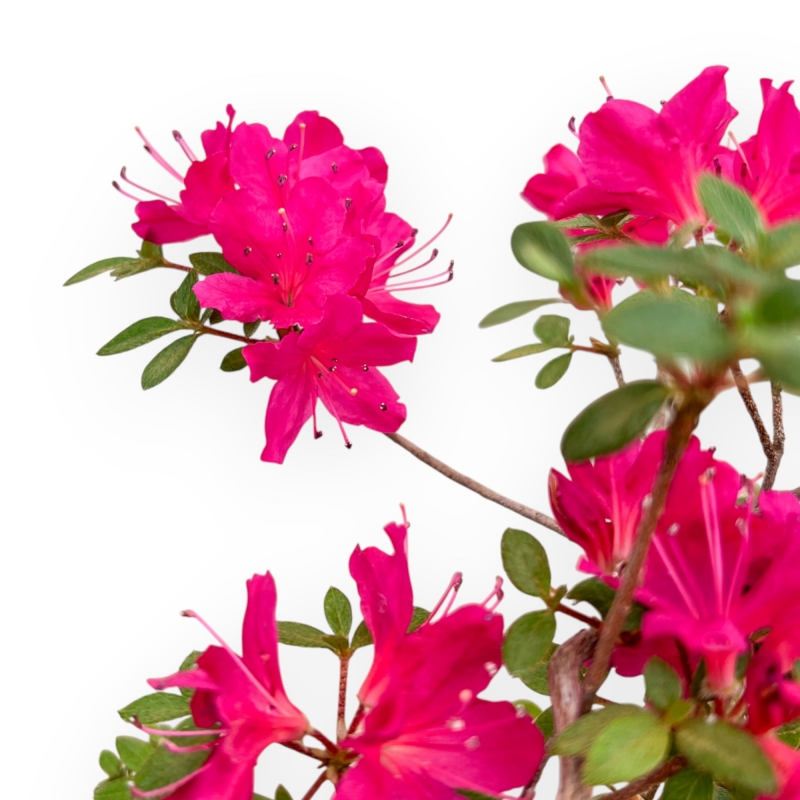 Rhododendron Indicum - Azalée - 25 cm