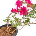 Rhododendron Indicum - Azalée - 25 cm