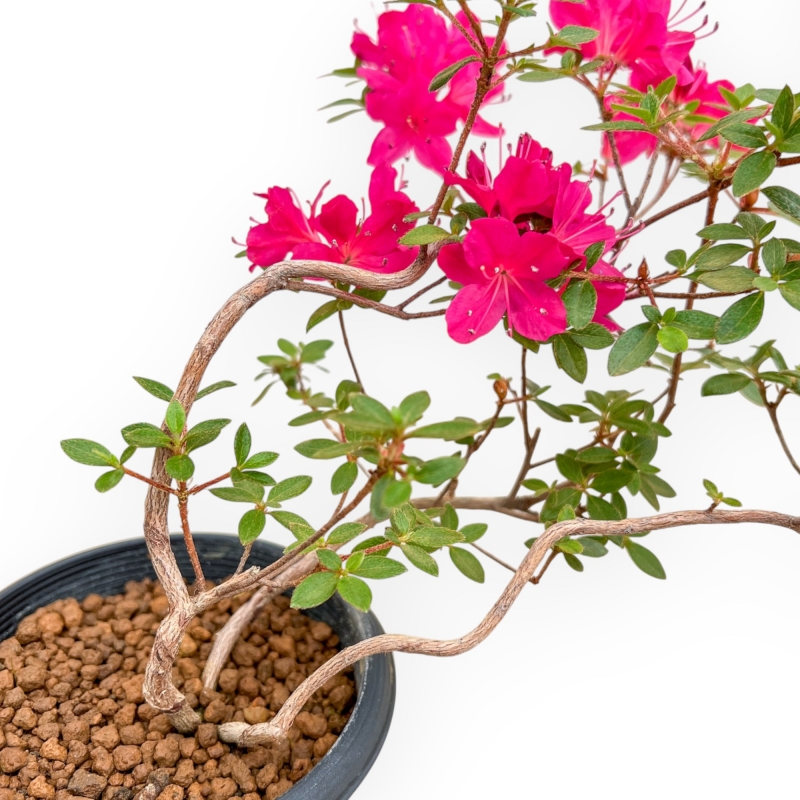 Rhododendron Indicum - Azalée - 25 cm