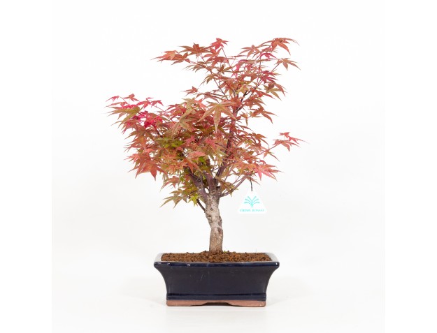 Acer palmatum deshojo - Érable - 34 cm 2