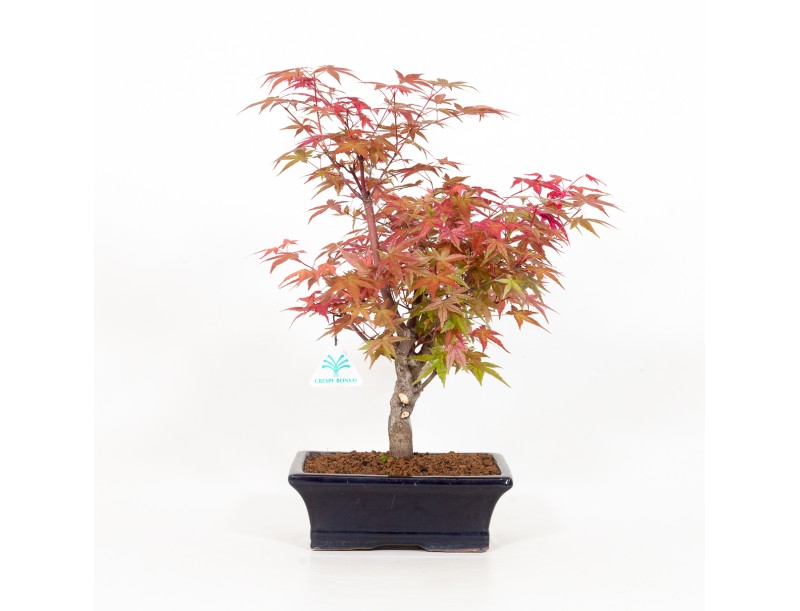 Acer palmatum deshojo - Ahorn - 34 cm
