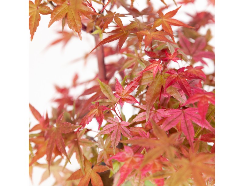 Acer palmatum deshojo - Ahorn - 34 cm