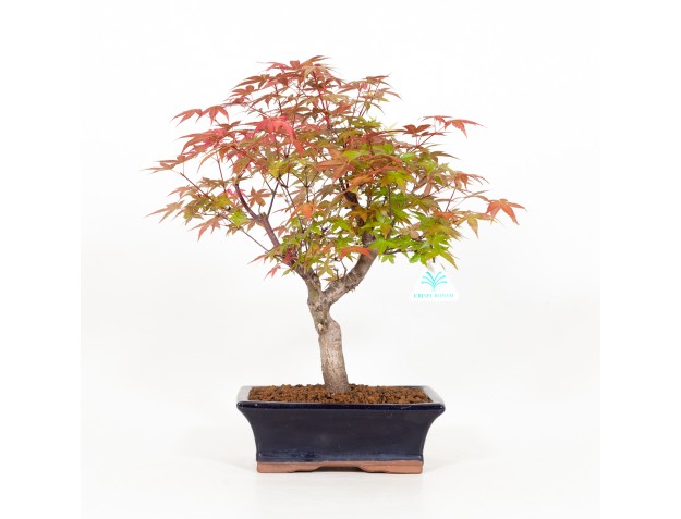 Acer palmatum deshojo - Arce - 34 cm