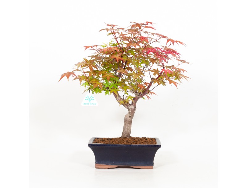 Acer palmatum deshojo - Érable - 34 cm