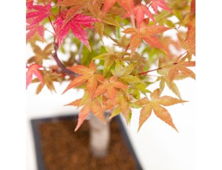 Acer palmatum deshojo - Maple - 34 cm