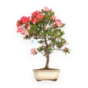 Rhododendron Indicum Suwa No Kagami - Azalea - 65 cm