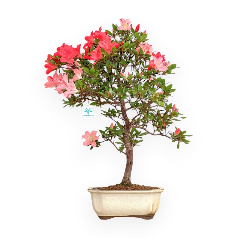 Rhododendron Indicum Suwa No Kagami - Azalea - 65 cm