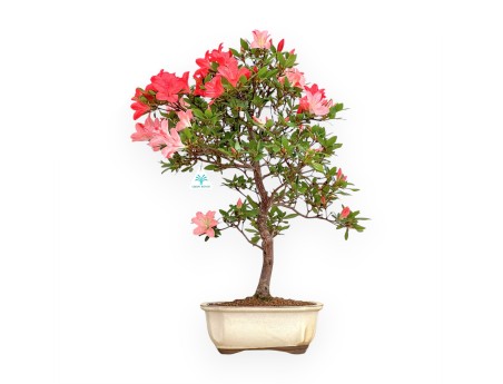 Rhododendron Indicum Suwa No Kagami - Azalea - 65 cm
