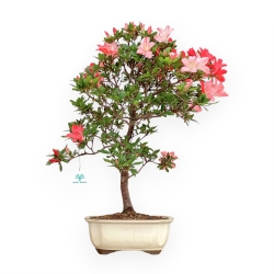 Rhododendron Indicum Suwa No Kagami - Azalea - 65 cm