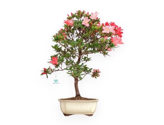 Rhododendron Indicum Suwa No Kagami - Azalée - 65 cm