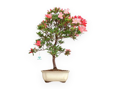Rhododendron Indicum Suwa No Kagami - Azalea - 65 cm
