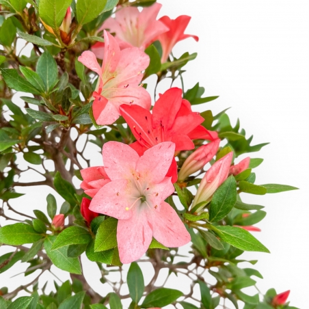 Rhododendron Indicum Suwa No Kagami - Azalée - 65 cm