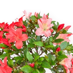 Rhododendron Indicum Suwa No Kagami - Azalea - 65 cm