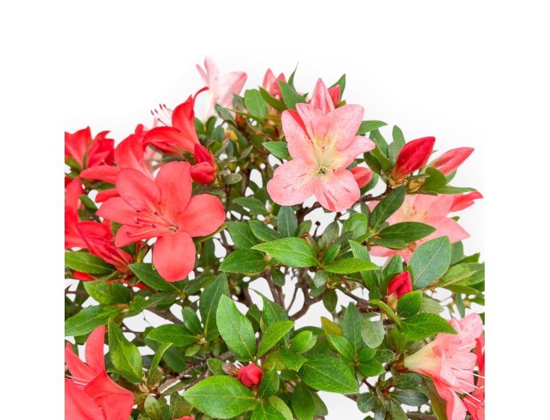 Rhododendron Indicum Suwa No Kagami - Azalée - 65 cm