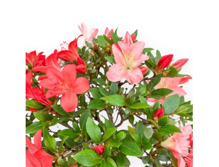 Rhododendron Indicum Suwa No Kagami - Azalea - 65 cm