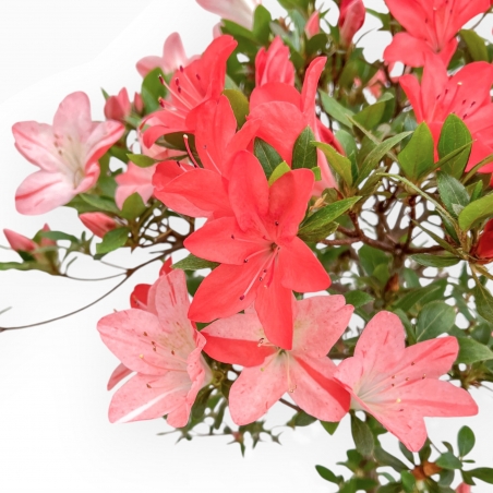 Rhododendron Indicum Suwa No Kagami - Azalée - 65 cm