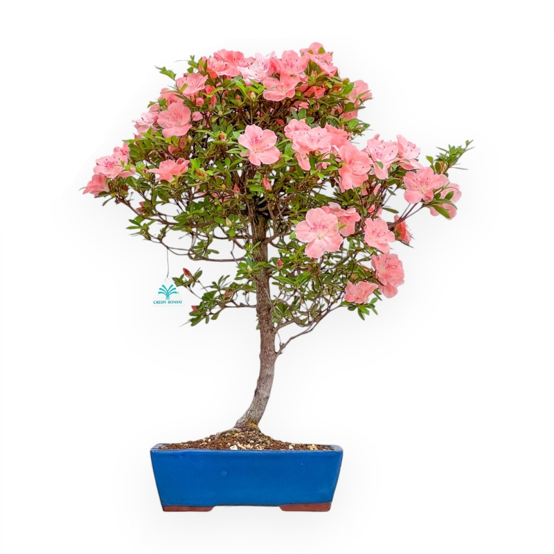 Rhododendron Indicum Wakaebisu - Azalea - 60 cm