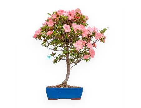 Rhododendron Indicum Wakaebisu - Azalea - 60 cm