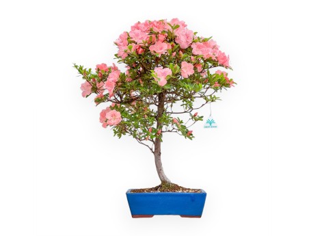 Rhododendron Indicum Wakaebisu - Azalée - 60 cm