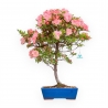 Rhododendron Indicum Wakaebisu - Azalea - 60 cm