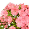 Rhododendron Indicum Wakaebisu - Azalea - 60 cm