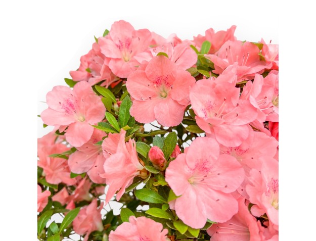 Rhododendron Indicum Wakaebisu - Azalée - 60 cm 2