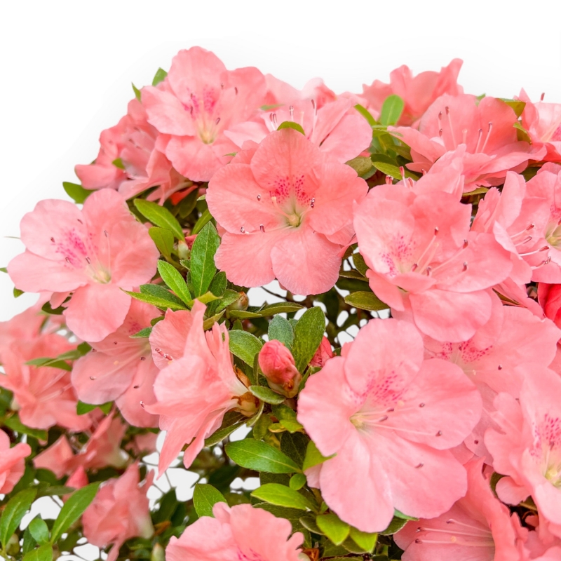 Rhododendron Indicum Wakaebisu - Azalea - 60 cm
