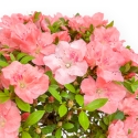 Rhododendron Indicum Wakaebisu - Azalea - 60 cm