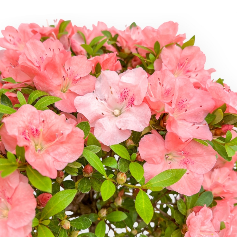 Rhododendron Indicum Wakaebisu - Azalea - 60 cm