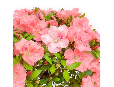 Rhododendron Indicum Wakaebisu - Azalea - 60 cm