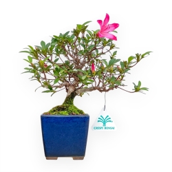 Rhododendron Indicum - Azalea - 24 cm