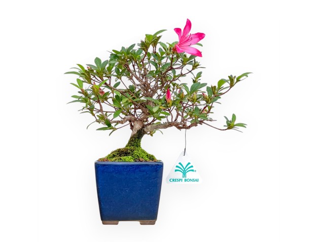 Rhododendron Indicum - Azalée - 24 cm