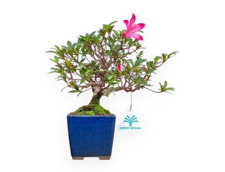 Rhododendron Indicum - Azalea - 24 cm