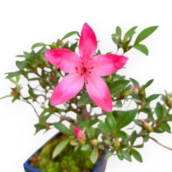 Rhododendron Indicum - Azalea - 24 cm
