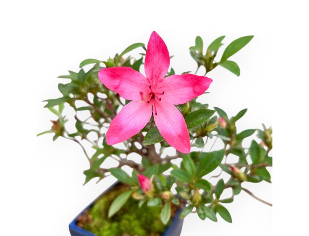 Rhododendron Indicum - Azalée - 24 cm 2